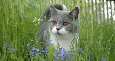 Nachbarrecht Tom Und Jerry In Nachbars Garten