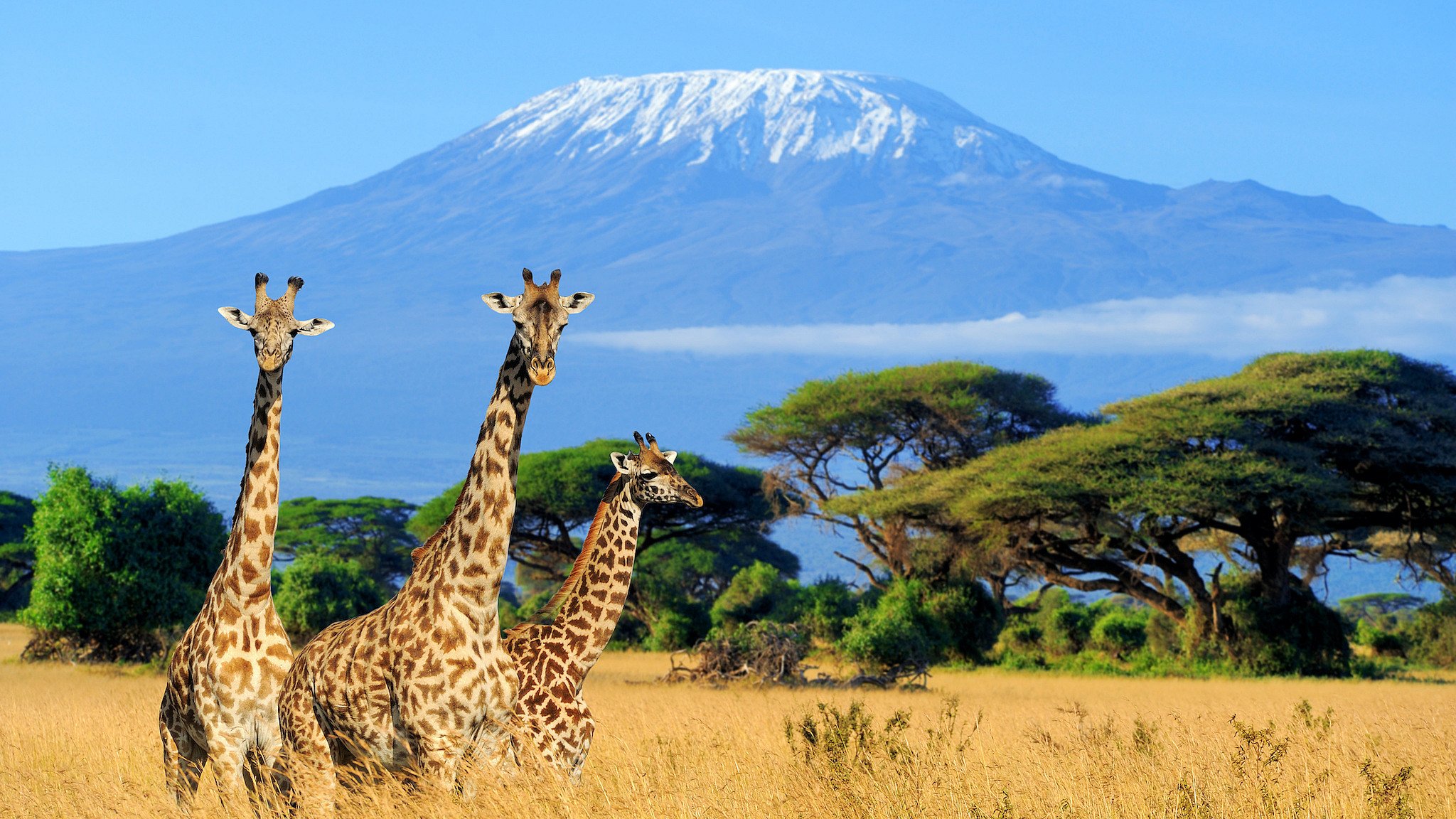 Tierwelt in Kenia