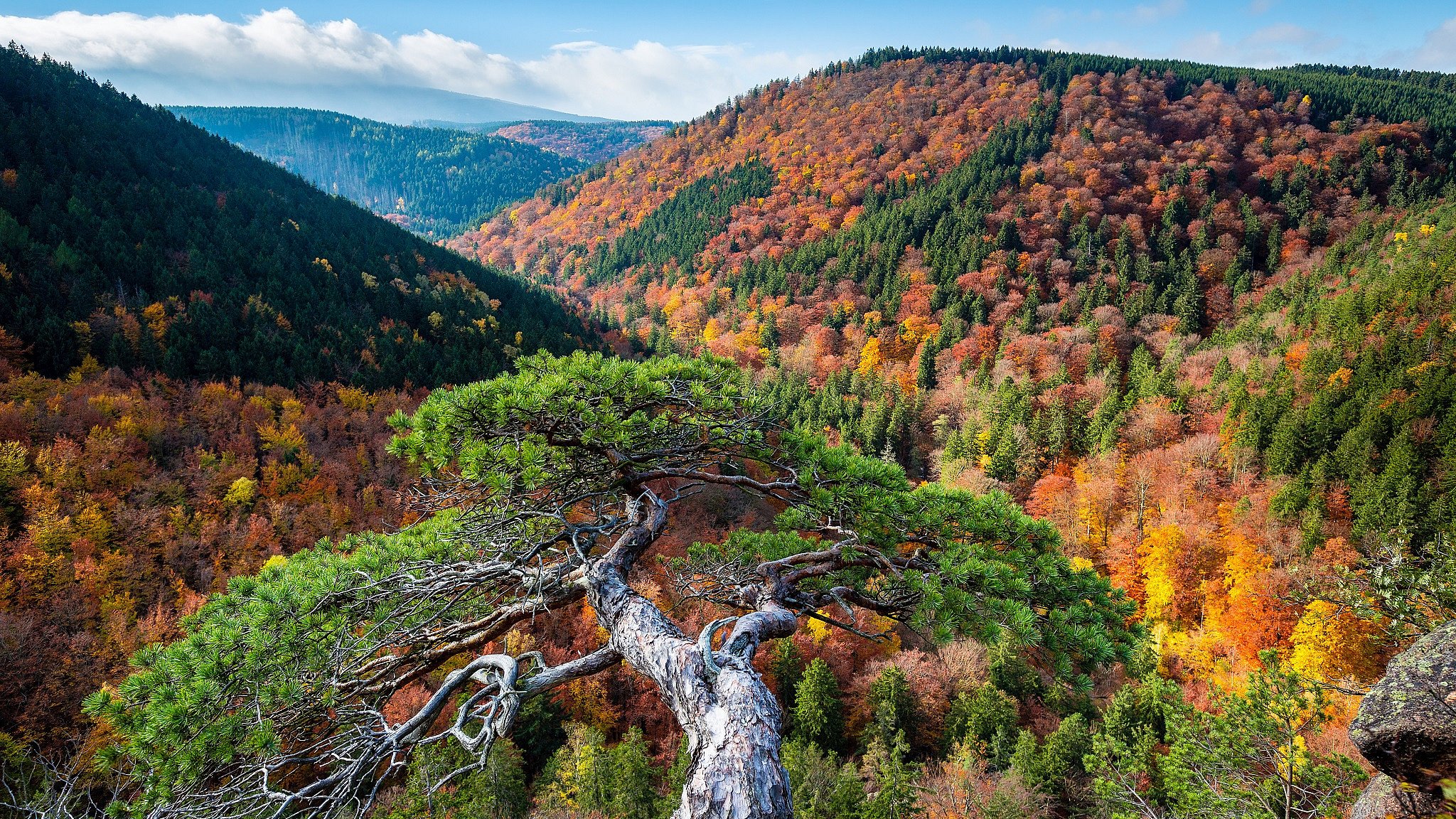 Waldlandschaft im Harz