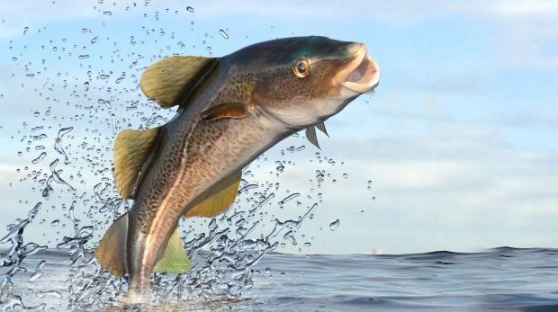 Brexit Verhandlungen Wem Gehort Der Fisch