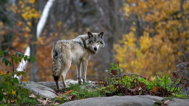 Lander Trio Fordert Neuregelung Zum Abschuss Von Wolfen