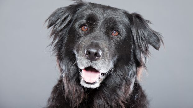 OLG Kein SE für beim Ballspielen verletzten Hund